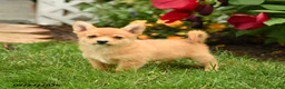 Mixed Breed dogs for sale: Conner - Ad 1