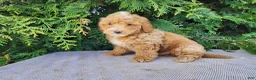 Mini Bernedoodle dogs for sale: Spencer - Ad 3