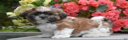 Shih Tzu dogs for sale: Madeline - Ad 1