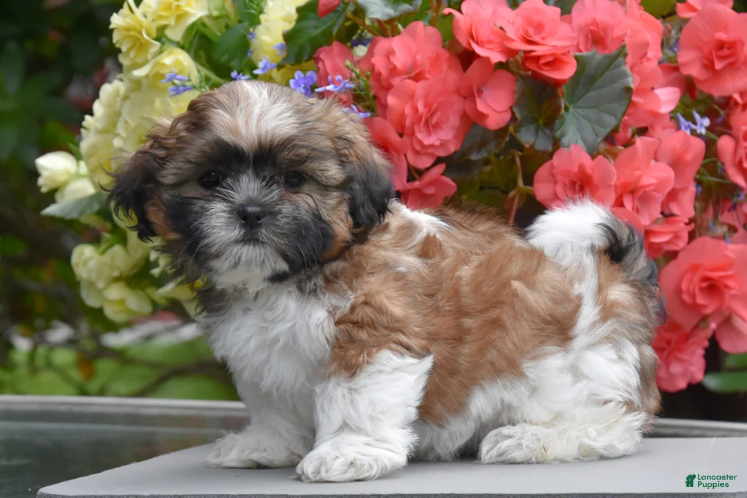 Shih Tzu dogs for sale: Madeline - Ad 1