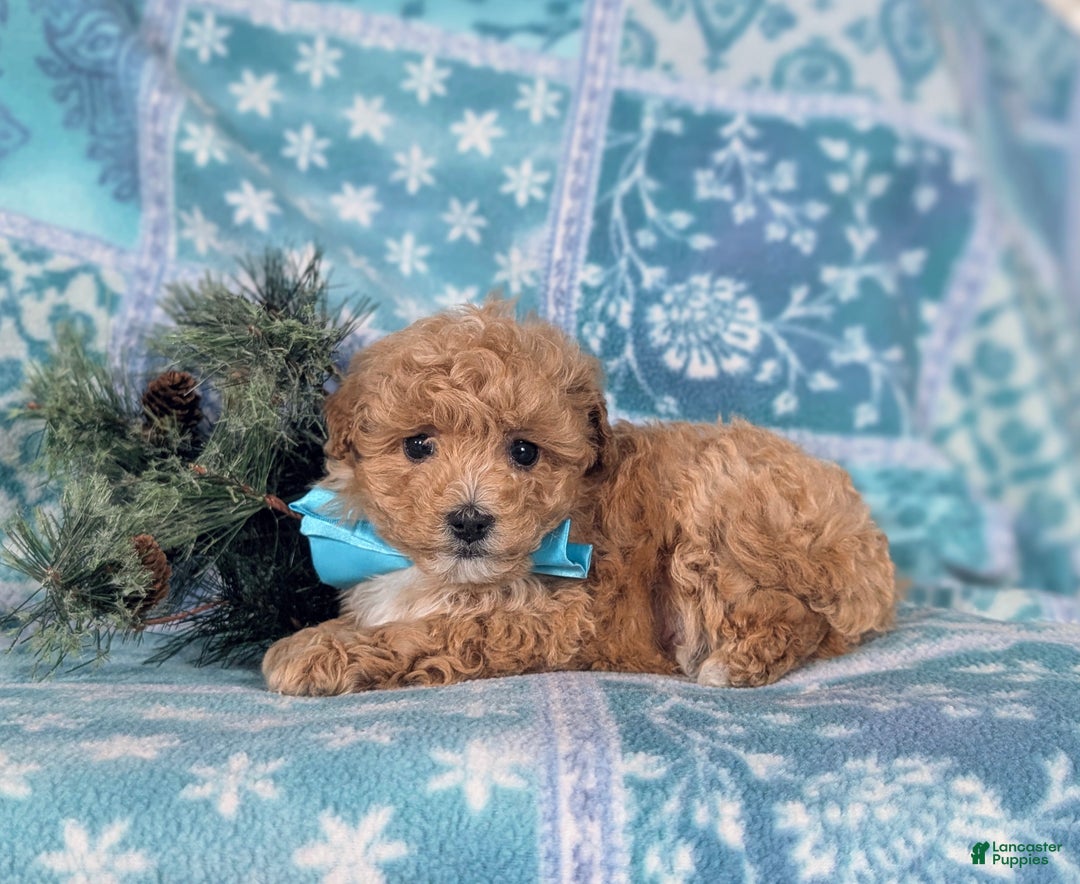Havapoo dogs for sale: Blaine Ready for Christmas! - Ad 6