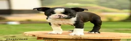 Boston Terrier dogs for sale: Brianna - Ad 4
