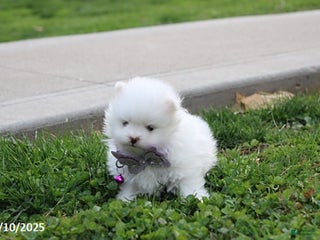 Pomeranian dogs - Ad 26