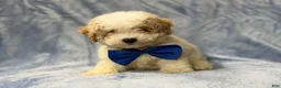 Bichpoo dogs for sale: Hercules - Ad 4