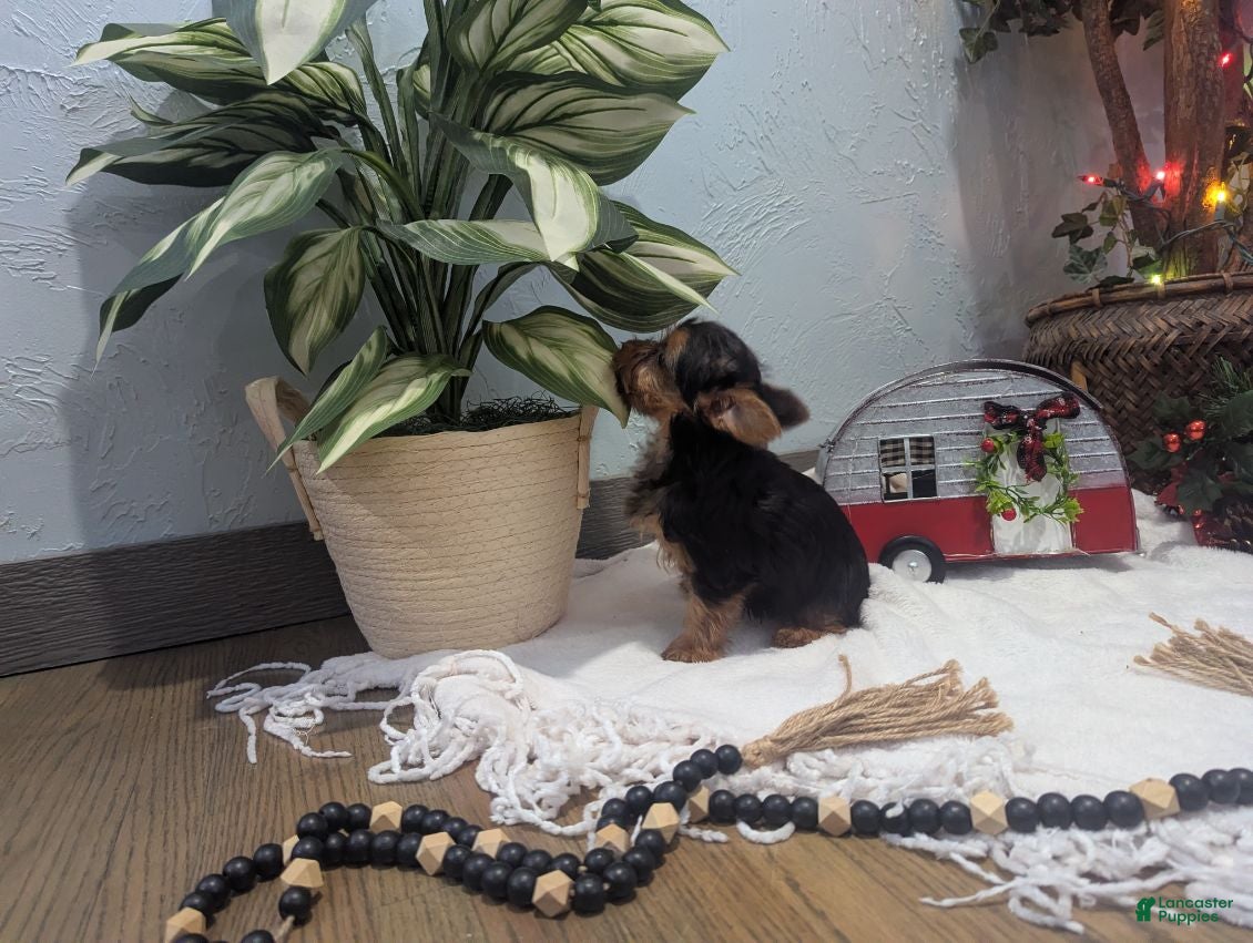 Yorkshire Terrier dogs Ziva - Ad 2