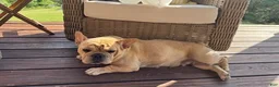 French Bulldog dogs for sale: Goldie - Ad 10