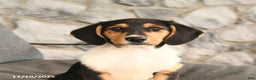 Mixed Breed dogs for sale: Benny - Ad 3