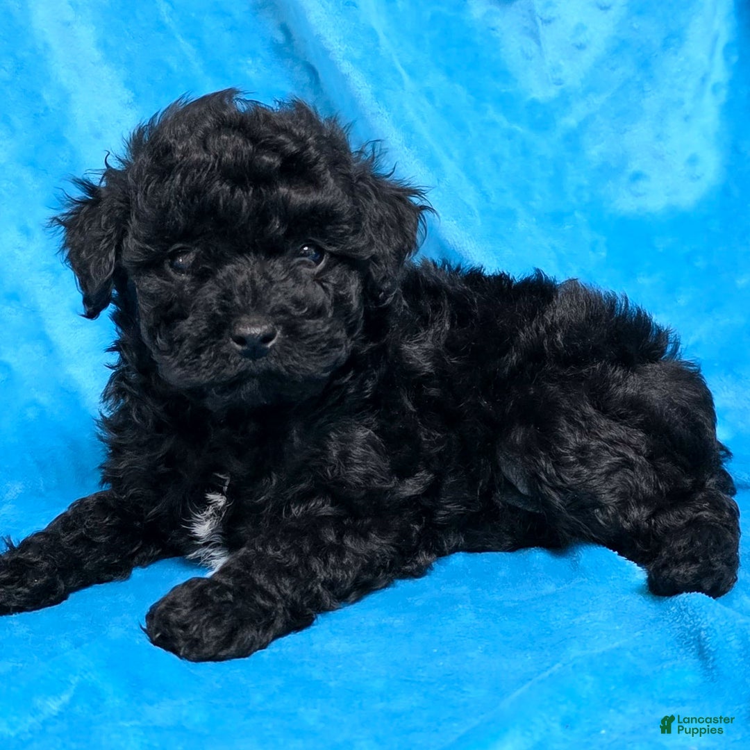 Mixed Breed dogs for sale: Dahlia - Ad 3