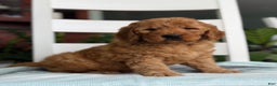 Mini Goldendoodle dogs for sale: Noah - Ad 1