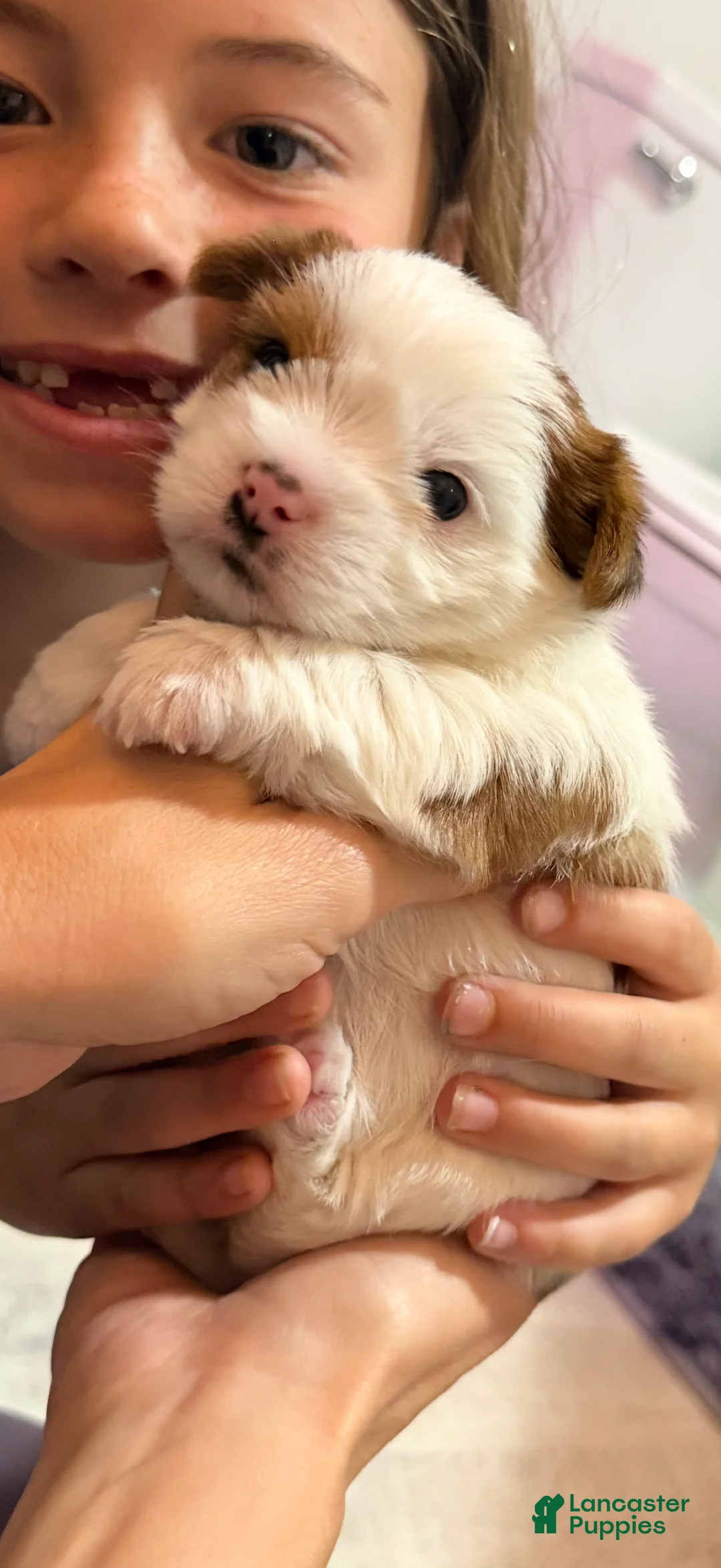 Mixed Breed dogs for sale: Piper - Ad 1