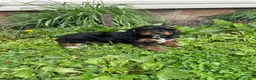Cockapoo dogs for sale: Cockapoo Puppy 1 - Ad 4