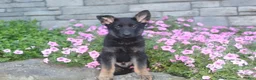 German Shepherd dogs for sale: Buddy  - Ad 5