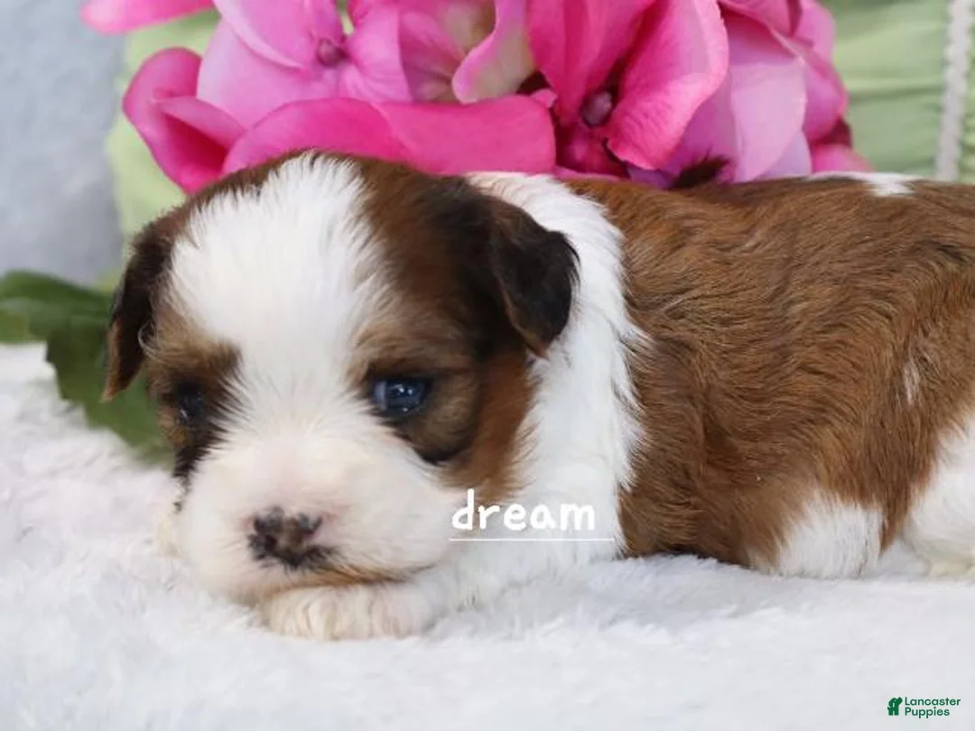 Mixed Breed dogs for sale: Cadence - Ad 1