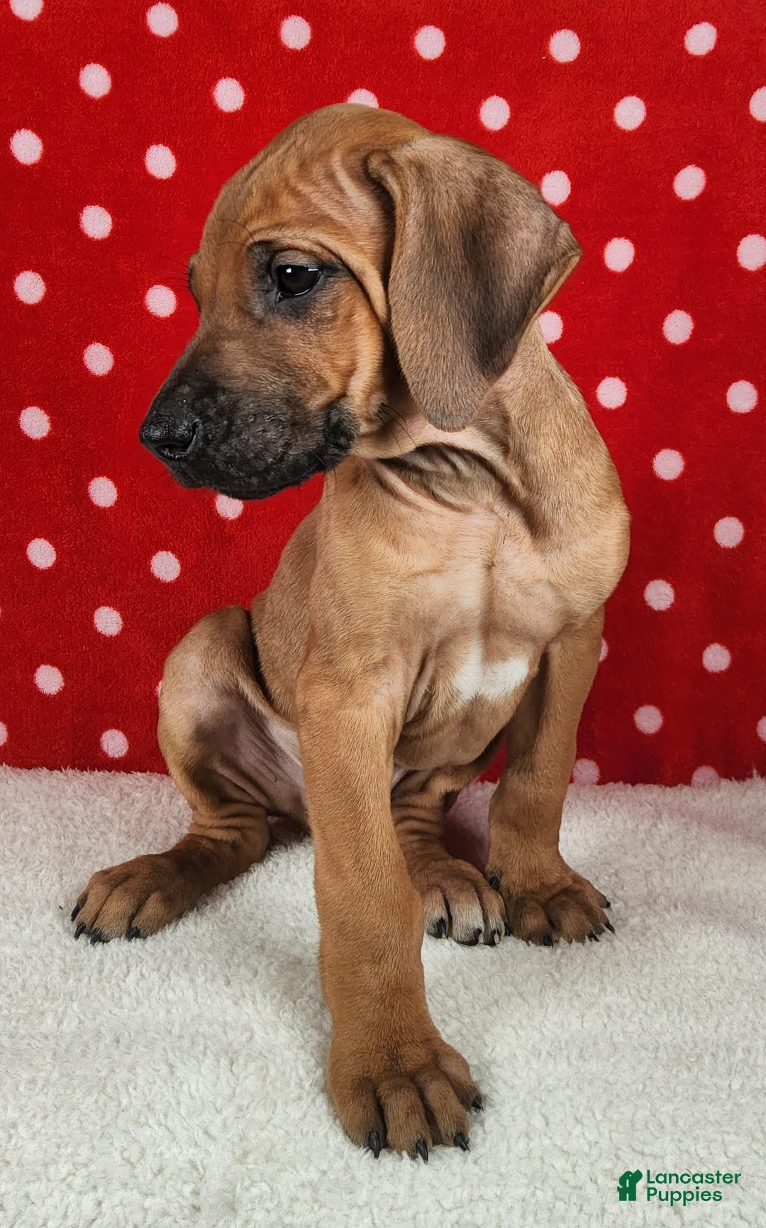 Rhodesian Ridgeback dogs for sale: Maverick - Ad 7