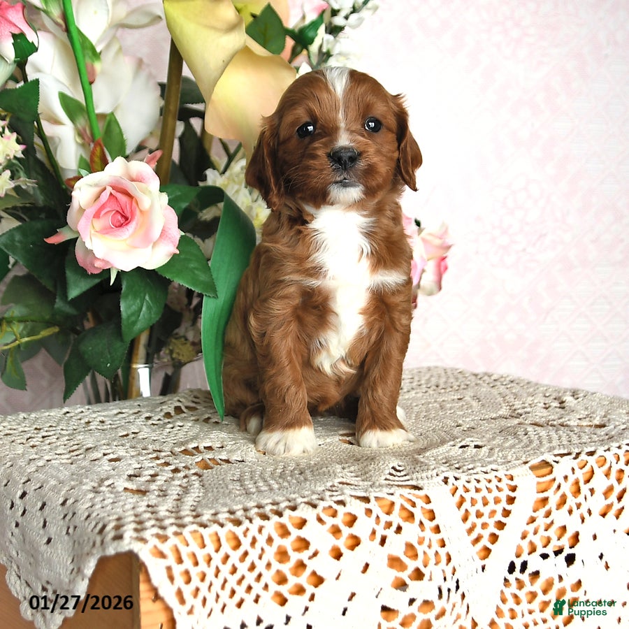 Cavapoo dogs Jolene - Ad 9