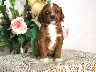 Cavapoo dogs Jolene - Ad 9