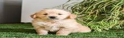 Golden Retriever dogs for sale: Macy - Ad 2