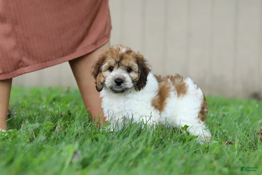 Cockapoo dogs for sale: Adin - Ad 1