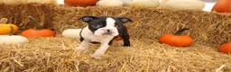 Boston Terrier dogs for sale: Jared - Ad 3
