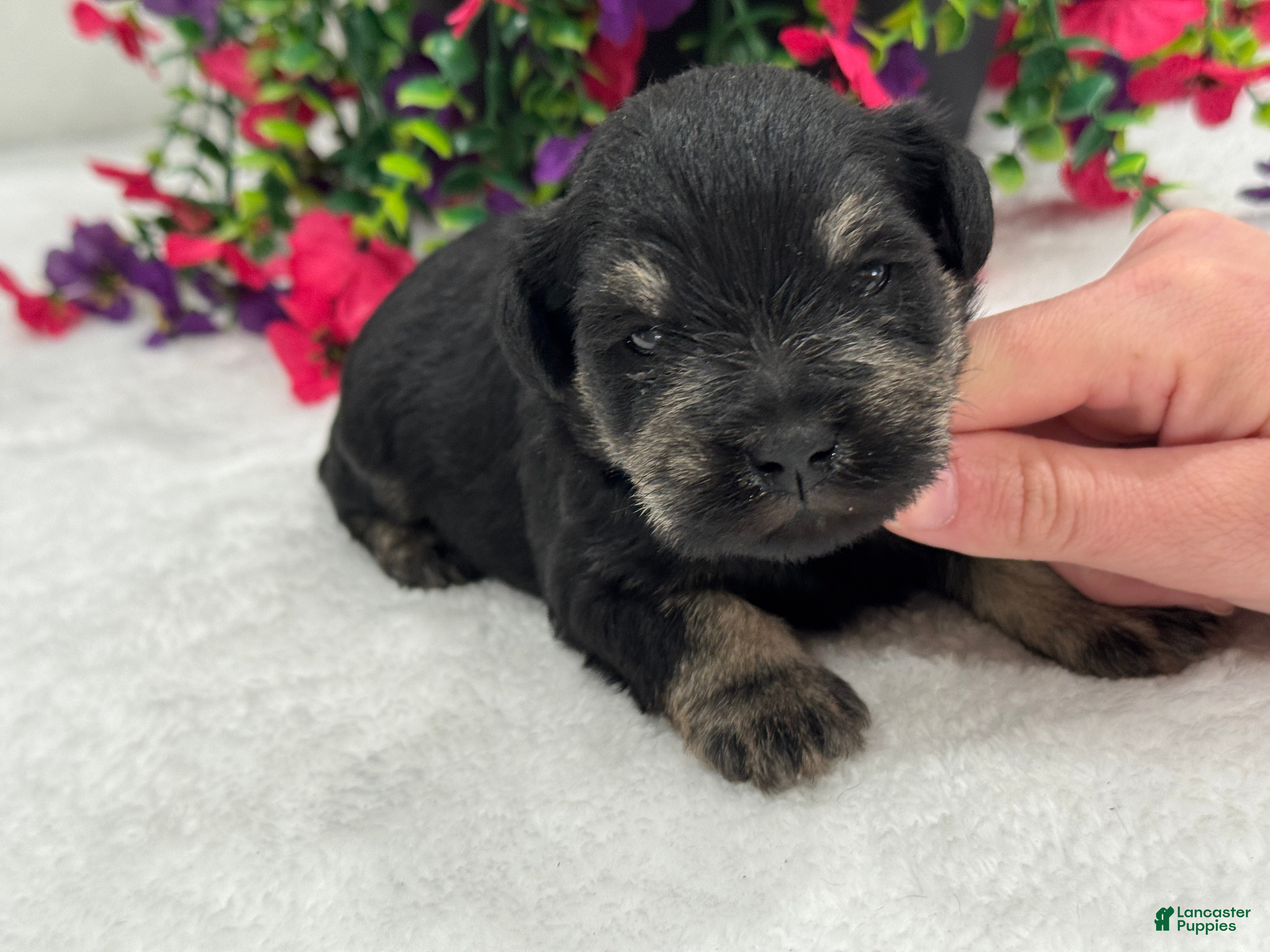 Miniature Schnauzer dogs Mae Male 3 - Ad 10