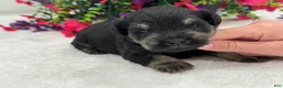 Miniature Schnauzer dogs for sale: Mae Male 3 - Ad 1