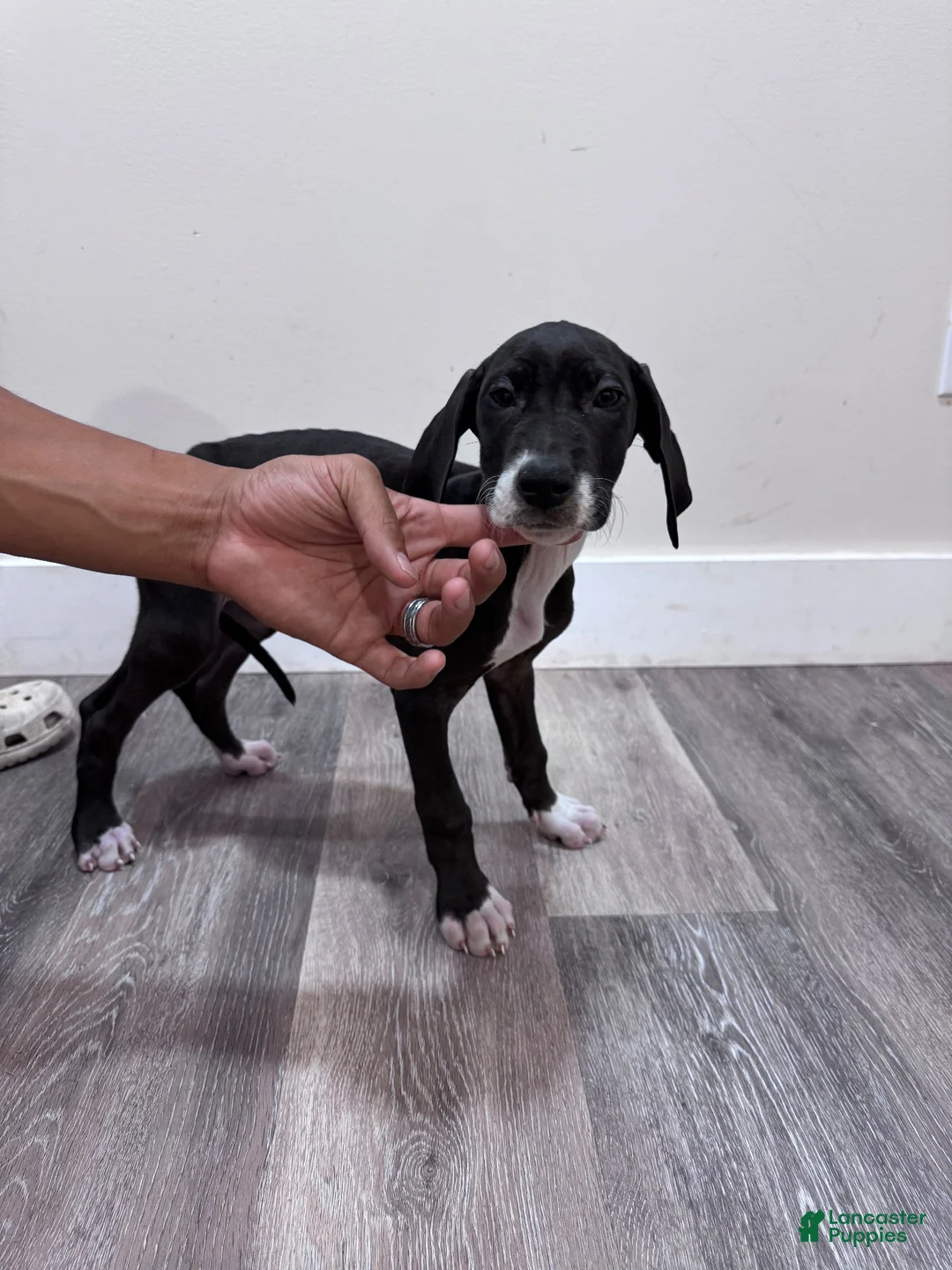 Great Dane dogs for sale: Great Dane 6 (Tiny)  - Ad 2