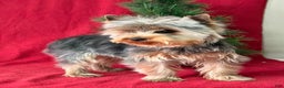 Yorkshire Terrier dogs for sale: Leo - Ad 4