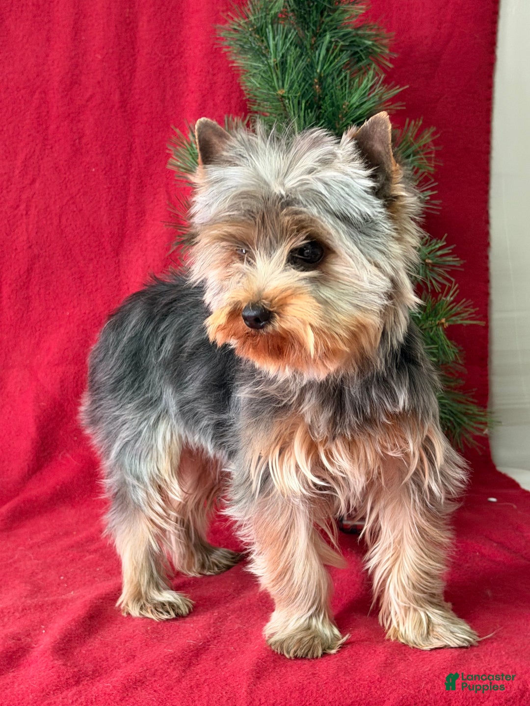 Yorkshire Terrier dogs for sale: Leo - Ad 4