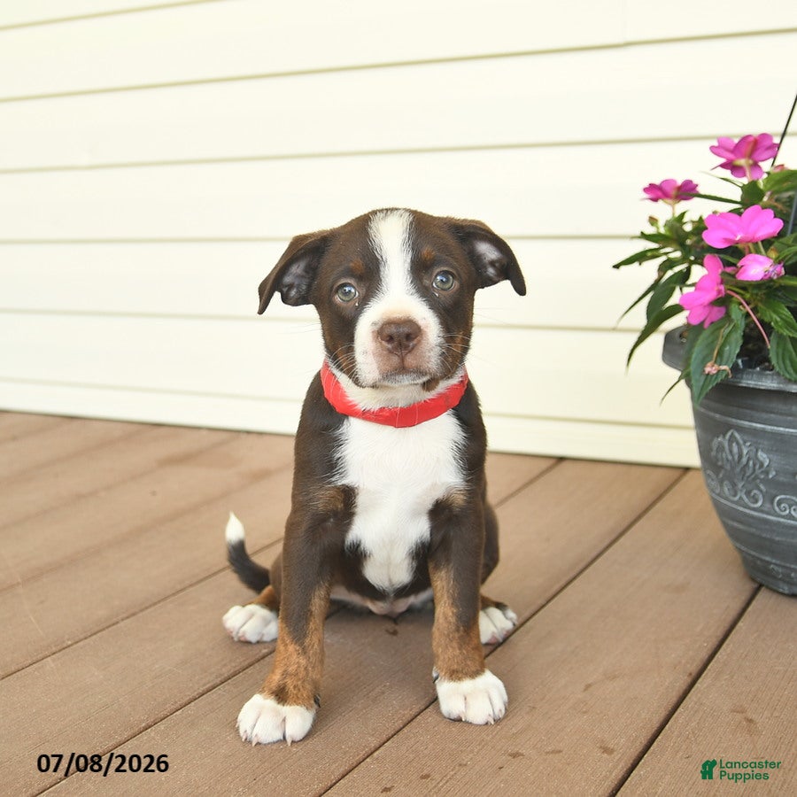 Mixed Breed dogs Royal - Ad 1