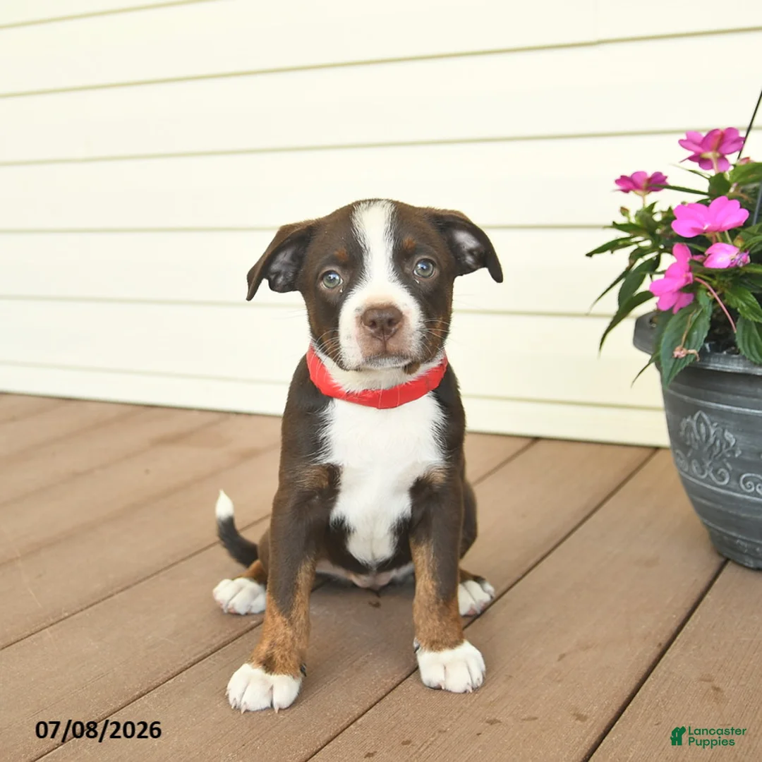 Mixed Breed dogs for sale: Royal - Ad 1