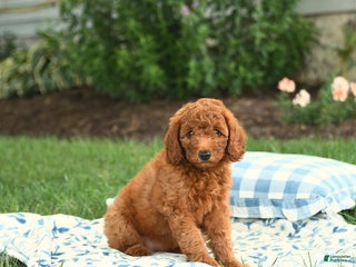 Miniature Labradoodle dogs - Ad 22