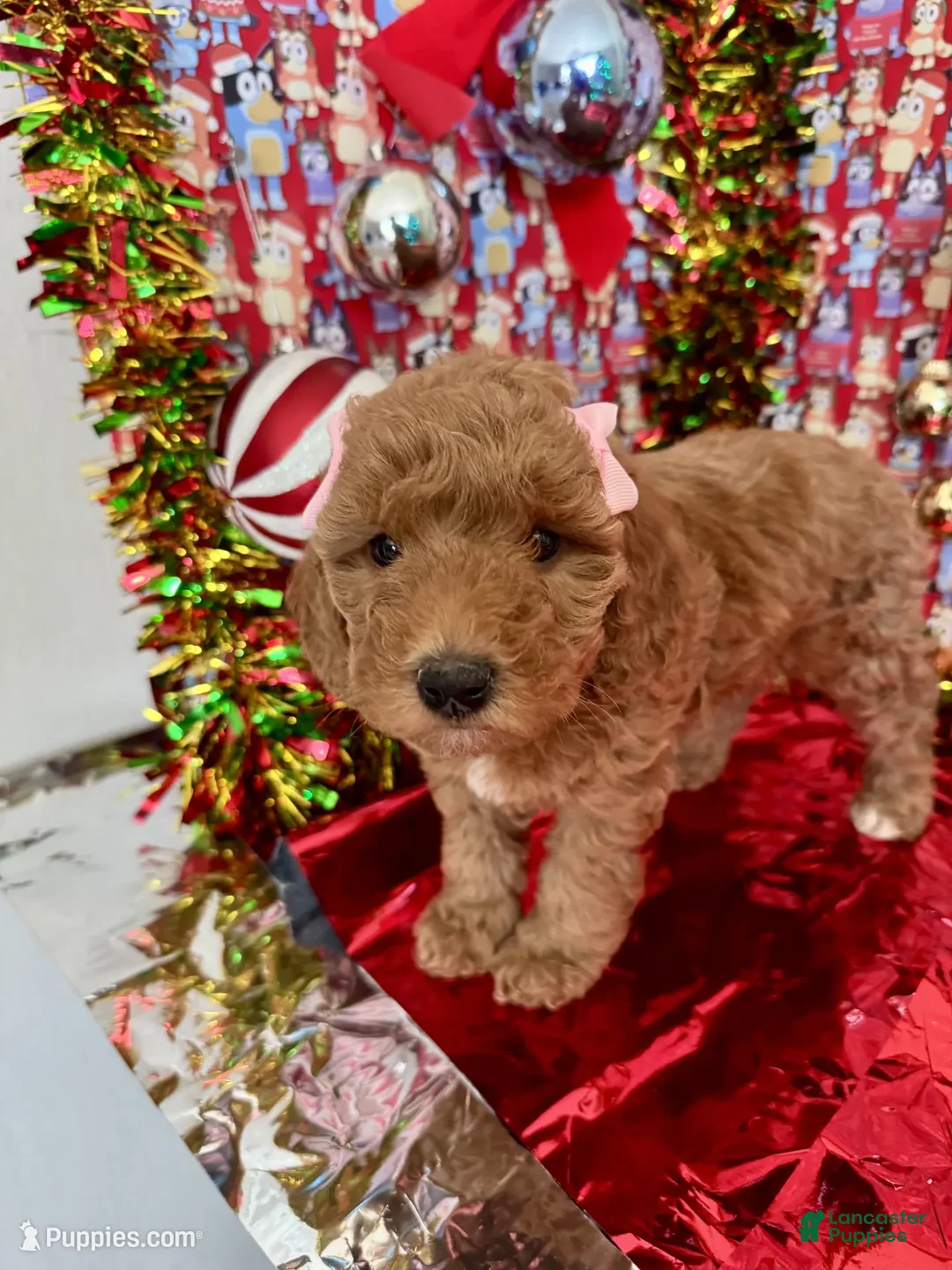 Mini Goldendoodle dogs for sale: Saja - Ad 4