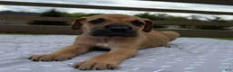 Great Dane dogs for sale: Gemelli (Pink) - Ad 7