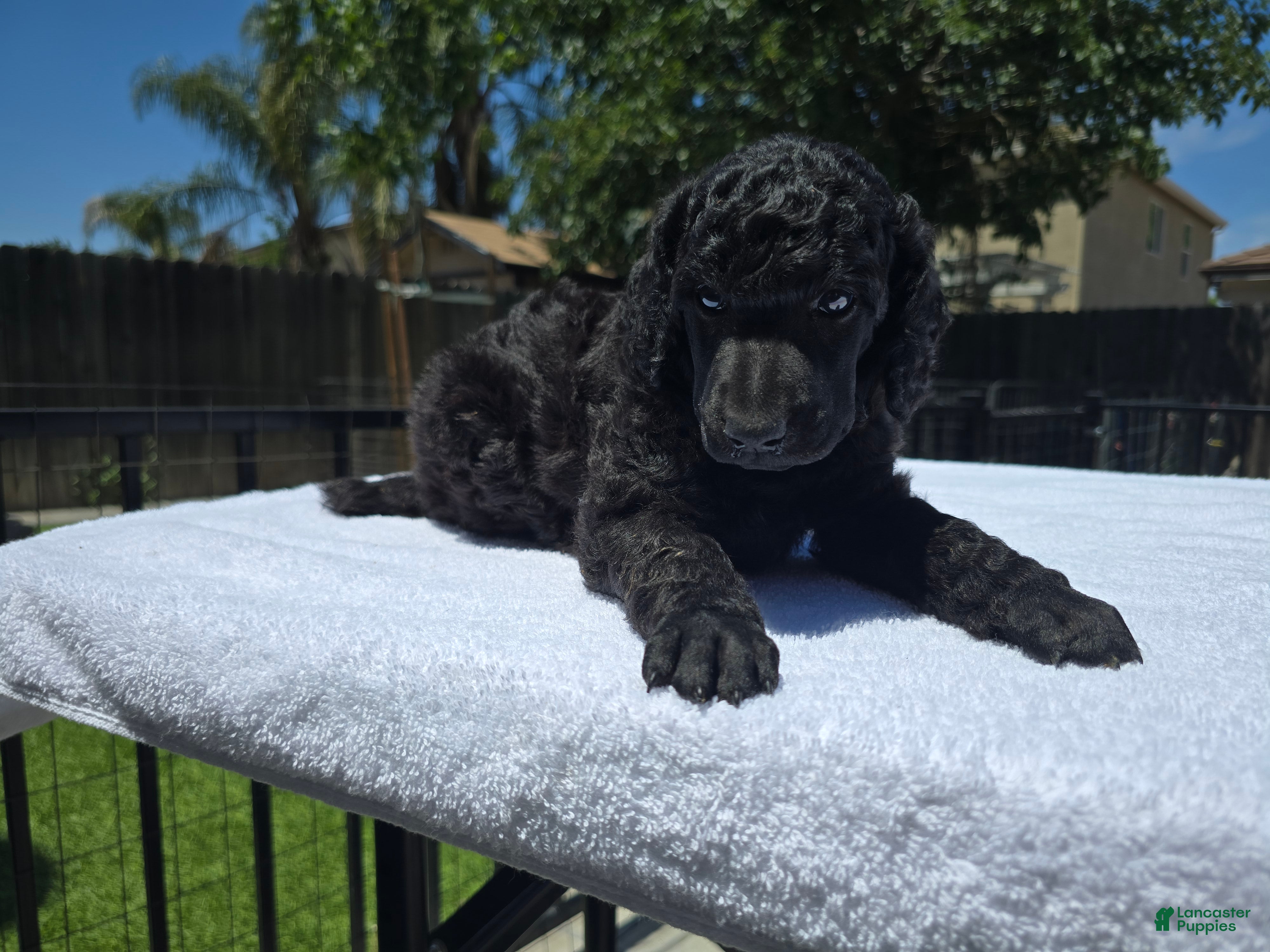 Standard Poodle dogs Standard Poodle Male  - Ad 1
