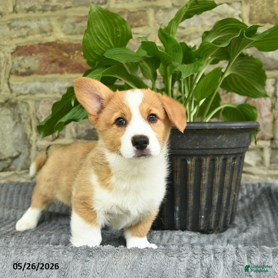 Welsh Corgi Pembroke dogs Champ  - Ad 2