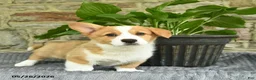 Welsh Corgi Pembroke dogs for sale: Champ  - Ad 2