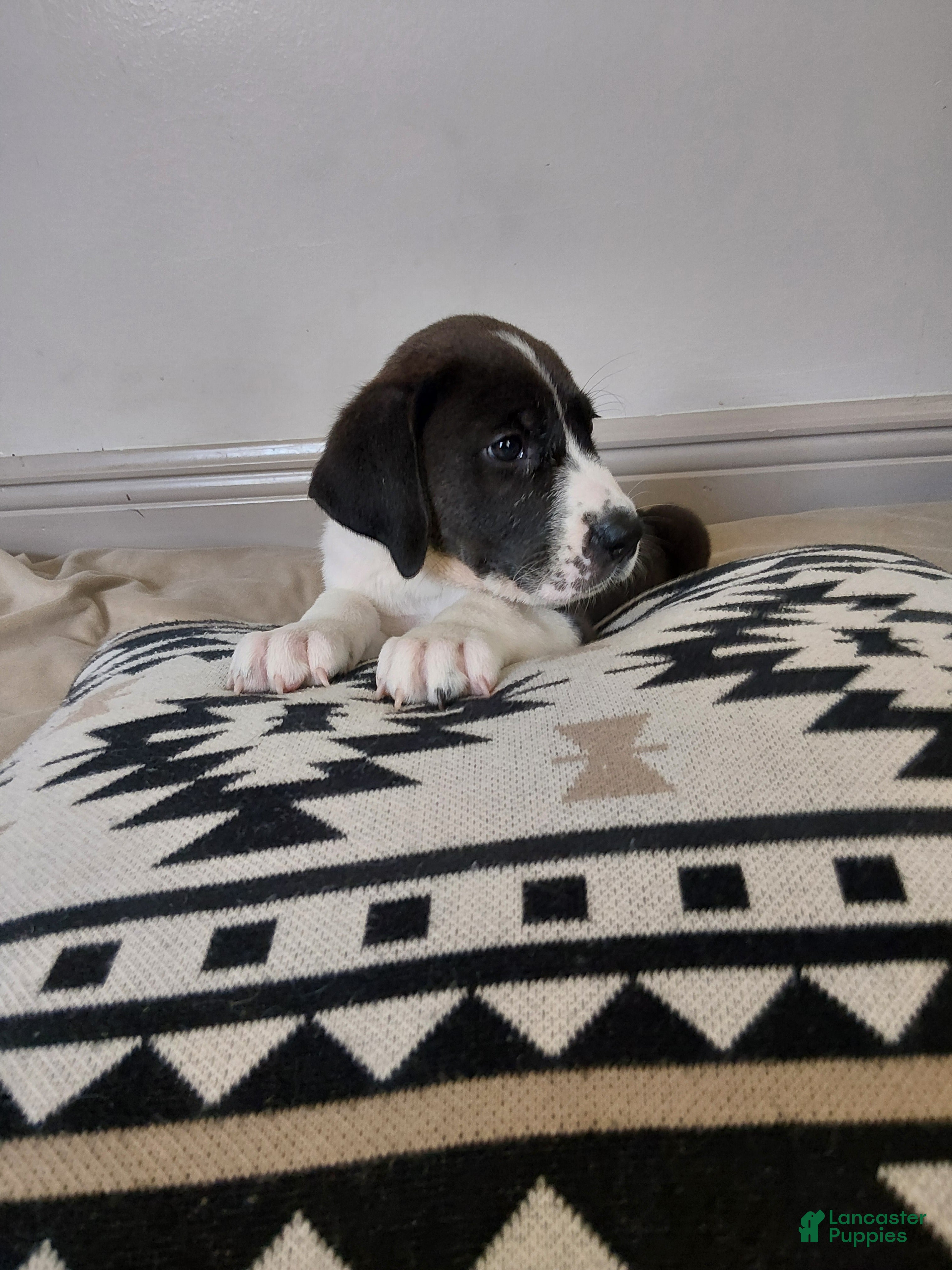 Mixed Breed dogs Phoebe - Ad 35