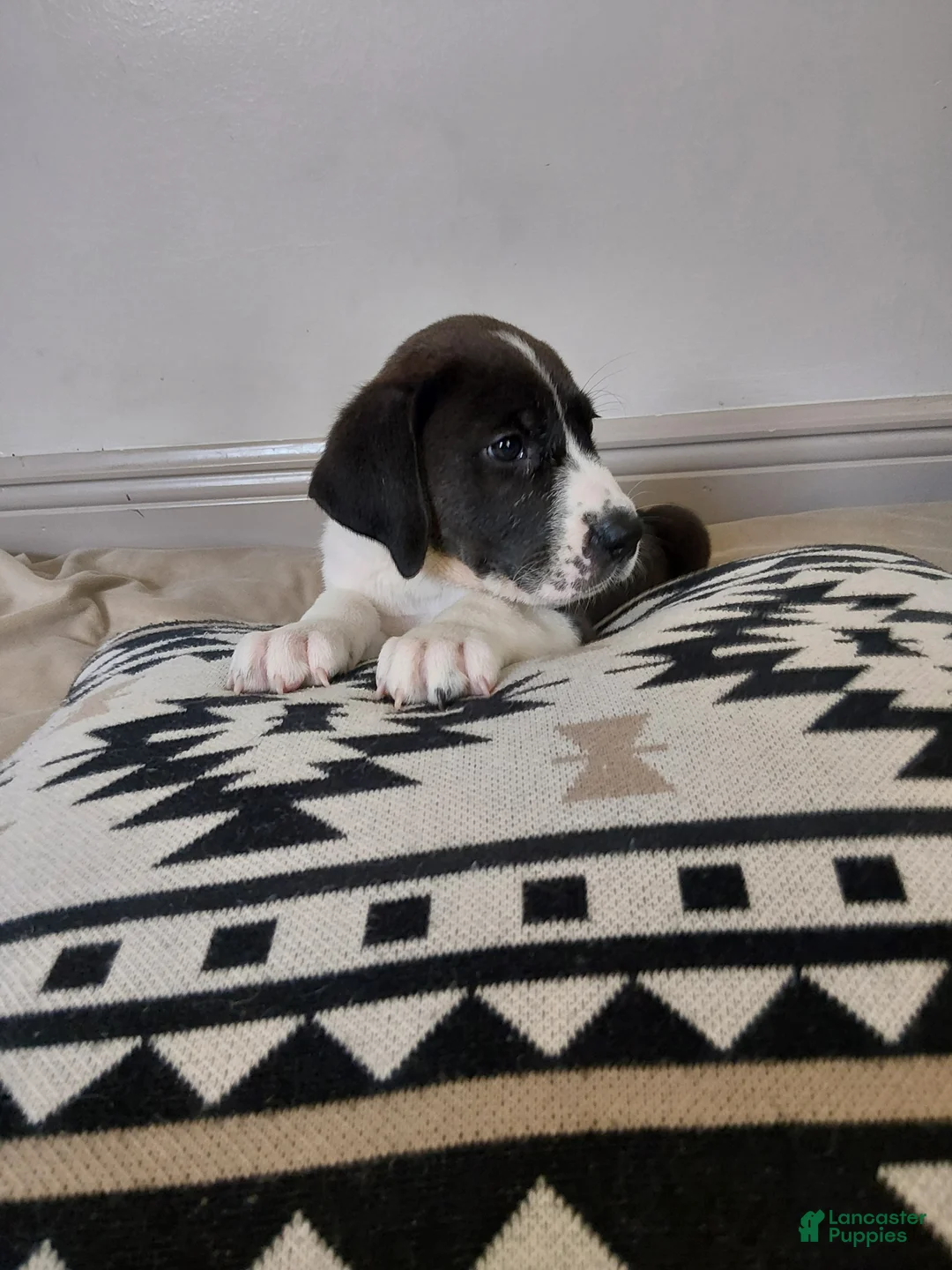 Mixed Breed dogs for sale: Phoebe - Ad 1