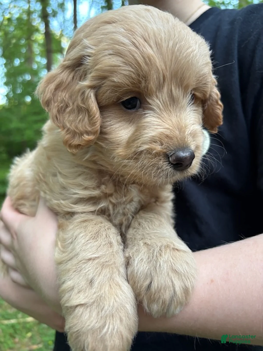 Mixed Breed dogs for sale: Teddy - Ad 2