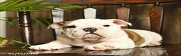 English Bulldog dogs for sale: Rain  - Ad 2