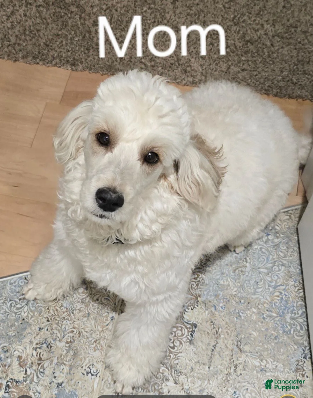 Goldendoodle dogs for sale: Ricky - Ad 2