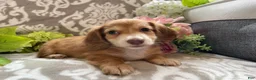 Miniature Dachshund dogs for sale: Shane - Ad 1