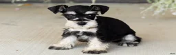 Miniature Schnauzer dogs for sale: Sophia  - Ad 3