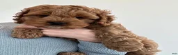 Cavapoo dogs for sale: Cavapoo 1 - Ad 1