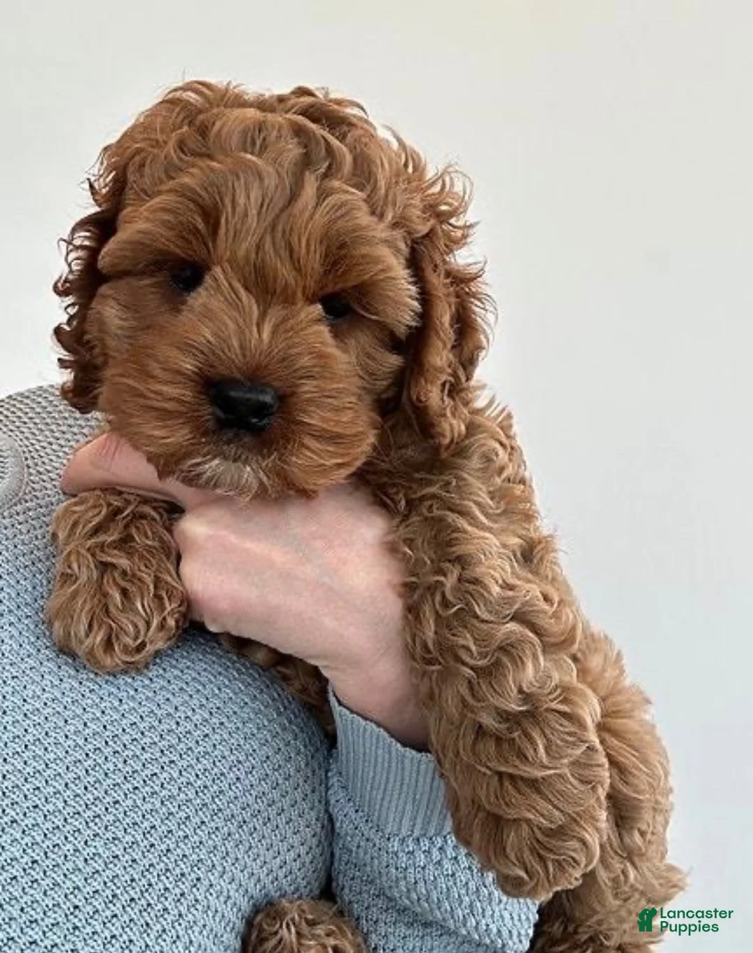 Cavapoo dogs for sale: Cavapoo 1 - Ad 1