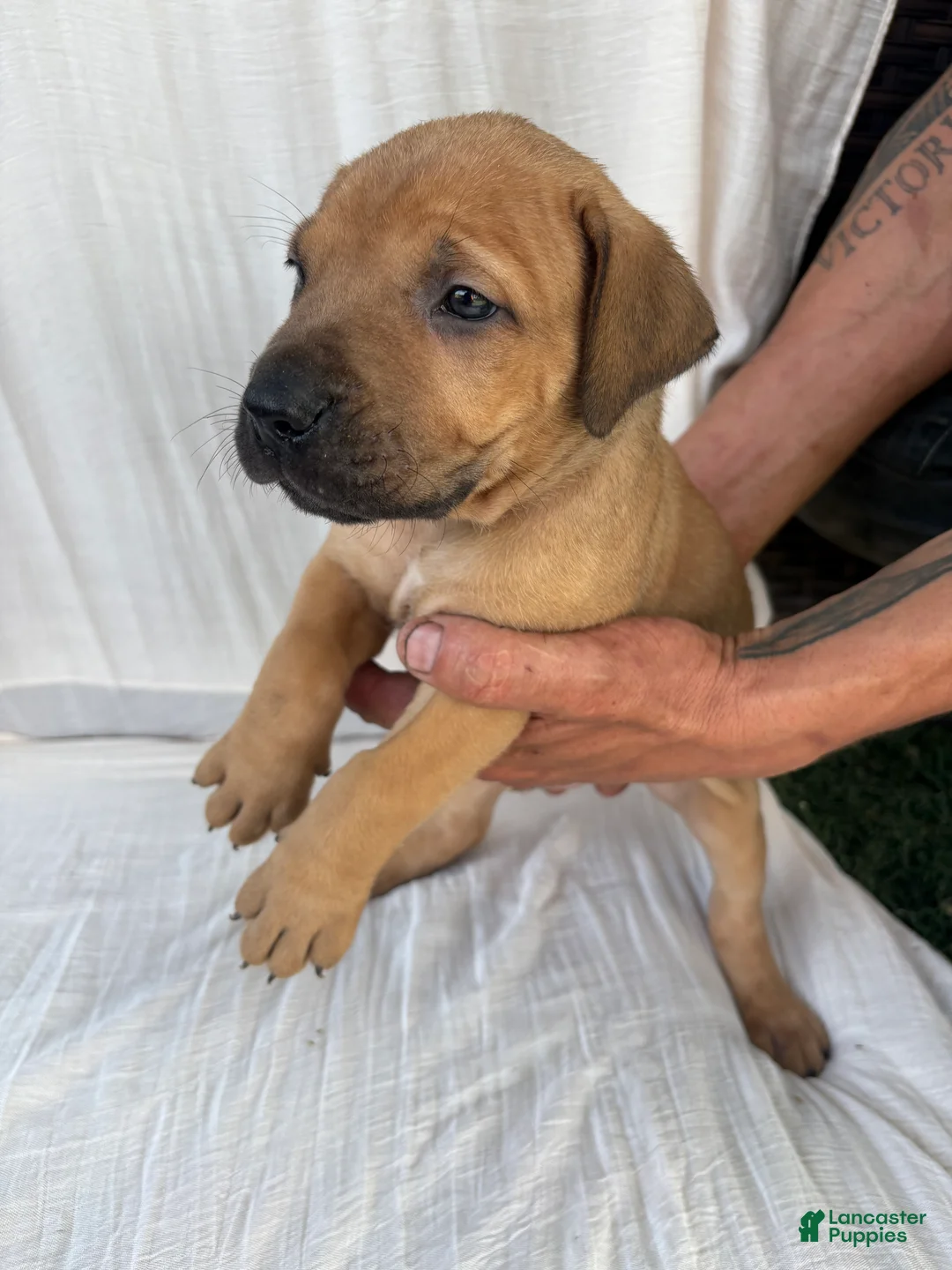 South African Boerboels dogs for sale: South African Boerboels Puppy 2 - Ad 2