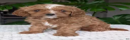 Cavapoo dogs for sale: Myles - Ad 6