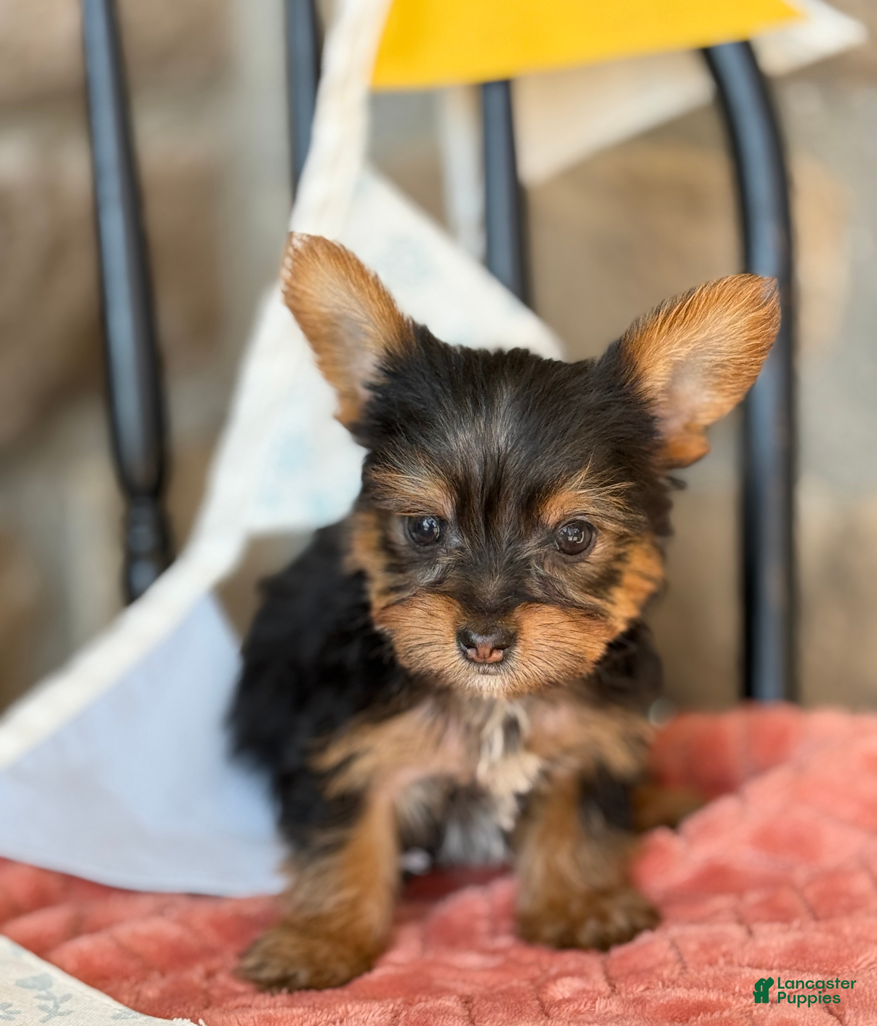 Yorkshire Terrier dogs Biscuit - Ad 1