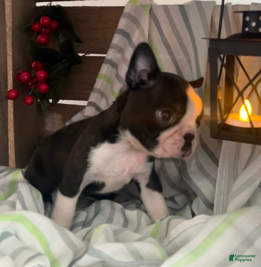 Boston Terrier dogs for sale: Joey  - Ad 5