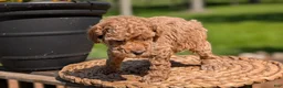Miniature Poodle dogs for sale: Muna - Ad 3